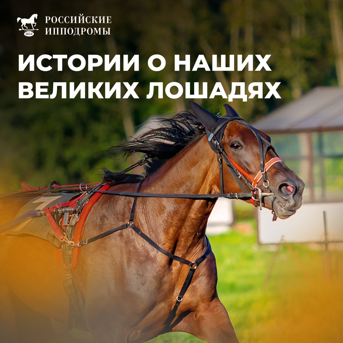 АО "Росипподромы"